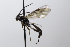  (Dichrogaster bischoffi - CollHH3613)  @11 [ ] Creative Commons  Attribution Non-Commercial Share-Alike (2022) Hakon Haraldseide Unspecified