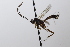  ( - CollHH3642)  @11 [ ] Creative Commons  Attribution Non-Commercial Share-Alike (2022) Hakon Haraldseide Unspecified