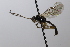  ( - CollHH3662)  @11 [ ] Creative Commons  Attribution Non-Commercial Share-Alike (2022) Hakon Haraldseide Unspecified