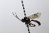  ( - CollHH3667)  @11 [ ] Creative Commons  Attribution Non-Commercial Share-Alike (2022) Hakon Haraldseide Unspecified