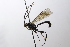  (Aoplus rubricosus - CollHH3680)  @11 [ ] Creative Commons  Attribution Non-Commercial Share-Alike (2022) Hakon Haraldseide Unspecified