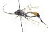  (Exetastes nigripes - CollHH3714)  @11 [ ] Creative Commons  Attribution Non-Commercial Share-Alike (2023) Hakon Haraldseide Unspecified