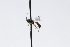  (Grasseiteles punctus - CollHH3768)  @11 [ ] Creative Commons  Attribution Non-Commercial Share-Alike (2023) Hakon Haraldseide Unspecified