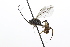  ( - CollHH3855)  @11 [ ] Creative Commons  Attribution Non-Commercial Share-Alike (2023) Hakon Haraldseide Unspecified