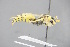  ( - GBOL18674)  @12 [ ] CreativeCommons - Attribution Non-Commercial Share-Alike (2015) Unspecified SNSB, Zoologische Staatssammlung Muenchen