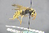  ( - GBOL18675)  @13 [ ] CreativeCommons - Attribution Non-Commercial Share-Alike (2015) Unspecified SNSB, Zoologische Staatssammlung Muenchen