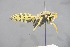  ( - GBOL18676)  @12 [ ] CreativeCommons - Attribution Non-Commercial Share-Alike (2015) Unspecified SNSB, Zoologische Staatssammlung Muenchen