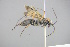  ( - GBOL18687)  @12 [ ] CreativeCommons - Attribution Non-Commercial Share-Alike (2015) Unspecified SNSB, Zoologische Staatssammlung Muenchen
