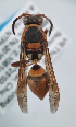  ( - IEBR-Ves-63)  @11 [ ] by-nc-sa (2021) Institute of Ecology and Biological Resources Institute of Ecology and Biological Resources