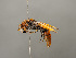 (Rhynchium - VIETBIO-29775-G11)  @15 [ ] CreativeCommons - Attribution Non-Commercial Share-Alike (2018) SNSB, Staatliche Naturwissenschaftliche Sammlungen Bayerns ZSM (SNSB, Zoologische Staatssammlung Muenchen)