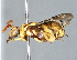 (Leucospis dhofarensis - ZSM-HYM-29808-G04)  @11 [ ] by-nc-sa (2022) Schmid-Egger ZSM (SNSB, Zoologische Staatssammlung Muenchen)