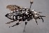  (Thyreus truncatus - ZSM-HYM-29808-G06)  @11 [ ] by-nc-sa (2022) Schmid-Egger ZSM (SNSB, Zoologische Staatssammlung Muenchen)