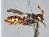  (Nomada gransassoi - ZSM-HYM-29808-H01)  @13 [ ] by-nc-sa (2022) Schmid-Egger ZSM (SNSB, Zoologische Staatssammlung Muenchen)