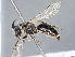  ( - ZSM-HYM-29808-H03)  @11 [ ] by-nc-sa (2022) Schmid-Egger ZSM (SNSB, Zoologische Staatssammlung Muenchen)