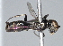  ( - ZSM-HYM-29808-H04)  @11 [ ] by-nc-sa (2022) Schmid-Egger ZSM (SNSB, Zoologische Staatssammlung Muenchen)