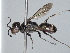  ( - ZSM-HYM-29808-H05)  @11 [ ] by-nc-sa (2022) Schmid-Egger ZSM (SNSB, Zoologische Staatssammlung Muenchen)