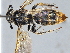  ( - ZSM-HYM-29808-H11)  @11 [ ] by-nc-sa (2022) Schmid-Egger ZSM (SNSB, Zoologische Staatssammlung Muenchen)