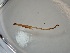  ( - ZSM-HYM-29810-A10)  @11 [ ] by-nc-sa (2021) SNSB, Staatliche Naturwissenschaftliche Sammlungen Bayerns ZSM (SNSB, Zoologische Staatssammlung Muenchen)