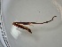  ( - ZSM-HYM-29810-B05)  @11 [ ] by-nc-sa (2021) SNSB, Staatliche Naturwissenschaftliche Sammlungen Bayerns ZSM (SNSB, Zoologische Staatssammlung Muenchen)