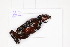  (Polistes gigas - ZSM-HYM-29810-B09)  @11 [ ] by-nc-sa (2021) SNSB, Staatliche Naturwissenschaftliche Sammlungen Bayerns ZSM (SNSB, Zoologische Staatssammlung Muenchen)