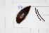  ( - ZSM-HYM-29810-B10)  @11 [ ] by-nc-sa (2021) SNSB, Staatliche Naturwissenschaftliche Sammlungen Bayerns ZSM (SNSB, Zoologische Staatssammlung Muenchen)