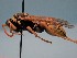  ( - ZSM-HYM-29810-D11)  @11 [ ] by-nc-sa (2021) SNSB, Staatliche Naturwissenschaftliche Sammlungen Bayerns ZSM (SNSB, Zoologische Staatssammlung Muenchen)