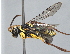  ( - ZSM-HYM-29810-H08)  @11 [ ] by-nc-sa (2021) SNSB, Staatliche Naturwissenschaftliche Sammlungen Bayerns ZSM (SNSB, Zoologische Staatssammlung Muenchen)