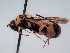  ( - ZSM-HYM-29811-C11)  @11 [ ] by-nc-sa (2023) SNSB, Staatliche Naturwissenschaftliche Sammlungen Bayerns ZSM (SNSB, Zoologische Staatssammlung Muenchen)