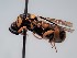  ( - ZSM-HYM-29811-C12)  @11 [ ] by-nc-sa (2023) SNSB, Staatliche Naturwissenschaftliche Sammlungen Bayerns ZSM (SNSB, Zoologische Staatssammlung Muenchen)