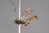  ( - ZSM-HYM-29811-F02)  @11 [ ] by-nc-sa (2023) SNSB, Staatliche Naturwissenschaftliche Sammlungen Bayerns ZSM (SNSB, Zoologische Staatssammlung Muenchen)