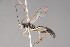  (Olesicampe alboplica - ZSM-HYM-29811-F05)  @11 [ ] by-nc-sa (2023) SNSB, Staatliche Naturwissenschaftliche Sammlungen Bayerns ZSM (SNSB, Zoologische Staatssammlung Muenchen)