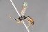  ( - ZSM-HYM-29811-F09)  @11 [ ] by-nc-sa (2023) SNSB, Staatliche Naturwissenschaftliche Sammlungen Bayerns ZSM (SNSB, Zoologische Staatssammlung Muenchen)