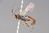  ( - ZSM-HYM-29811-G01)  @11 [ ] by-nc-sa (2023) SNSB, Staatliche Naturwissenschaftliche Sammlungen Bayerns ZSM (SNSB, Zoologische Staatssammlung Muenchen)