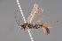  ( - ZSM-HYM-29811-G02)  @11 [ ] by-nc-sa (2023) SNSB, Staatliche Naturwissenschaftliche Sammlungen Bayerns ZSM (SNSB, Zoologische Staatssammlung Muenchen)
