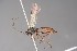 (Cryptopimpla hertrichi - ZSM-HYM-29811-G05)  @11 [ ] by-nc-sa (2023) SNSB, Staatliche Naturwissenschaftliche Sammlungen Bayerns ZSM (SNSB, Zoologische Staatssammlung Muenchen)