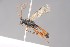  ( - ZSM-HYM-29811-G07)  @11 [ ] by-nc-sa (2023) SNSB, Staatliche Naturwissenschaftliche Sammlungen Bayerns ZSM (SNSB, Zoologische Staatssammlung Muenchen)