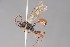  ( - ZSM-HYM-29811-G08)  @11 [ ] by-nc-sa (2023) SNSB, Staatliche Naturwissenschaftliche Sammlungen Bayerns ZSM (SNSB, Zoologische Staatssammlung Muenchen)