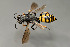  ( - ZSM-HYM-30189-A11)  @11 [ ] by-nc-sa (2021) SNSB, Staatliche Naturwissenschaftliche Sammlungen Bayerns ZSM (SNSB, Zoologische Staatssammlung Muenchen)