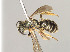  ( - ZSM-HYM-30189-A12)  @11 [ ] by-nc-sa (2021) SNSB, Staatliche Naturwissenschaftliche Sammlungen Bayerns ZSM (SNSB, Zoologische Staatssammlung Muenchen)
