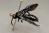  (Scolia arabica - ZSM-HYM-30189-B07)  @11 [ ] by-nc-sa (2021) SNSB, Staatliche Naturwissenschaftliche Sammlungen Bayerns ZSM (SNSB, Zoologische Staatssammlung Muenchen)