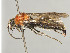  (Physetopoda ephippium - ZSM-HYM-30189-C05)  @11 [ ] by-nc-sa (2021) SNSB, Staatliche Naturwissenschaftliche Sammlungen Bayerns ZSM (SNSB, Zoologische Staatssammlung Muenchen)