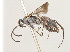  ( - ZSM-HYM-30189-E02)  @11 [ ] by-nc-sa (2021) SNSB, Staatliche Naturwissenschaftliche Sammlungen Bayerns ZSM (SNSB, Zoologische Staatssammlung Muenchen)