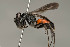  ( - ZSM-HYM-30189-G01)  @11 [ ] by-nc-sa (2021) SNSB, Staatliche Naturwissenschaftliche Sammlungen Bayerns ZSM (SNSB, Zoologische Staatssammlung Muenchen)
