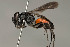  ( - ZSM-HYM-30189-G02)  @11 [ ] by-nc-sa (2021) SNSB, Staatliche Naturwissenschaftliche Sammlungen Bayerns ZSM (SNSB, Zoologische Staatssammlung Muenchen)