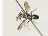  ( - ZSM-HYM-30189-H09)  @11 [ ] by-nc-sa (2021) SNSB, Staatliche Naturwissenschaftliche Sammlungen Bayerns ZSM (SNSB, Zoologische Staatssammlung Muenchen)