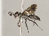  ( - ZSM-HYM-30189-H11)  @11 [ ] by-nc-sa (2021) SNSB, Staatliche Naturwissenschaftliche Sammlungen Bayerns ZSM (SNSB, Zoologische Staatssammlung Muenchen)
