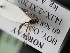  ( - ZSM-HYM-33397-E10)  @11 [ ] by-nc-sa (2021) SNSB, Staatliche Naturwissenschaftliche Sammlungen Bayerns ZSM (SNSB, Zoologische Staatssammlung Muenchen)
