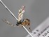  ( - ZSM-HYM-33397-F10)  @11 [ ] by-nc-sa (2021) SNSB, Staatliche Naturwissenschaftliche Sammlungen Bayerns ZSM (SNSB, Zoologische Staatssammlung Muenchen)