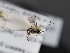 ( - ZSM-HYM-33397-H02)  @11 [ ] by-nc-sa (2021) SNSB, Staatliche Naturwissenschaftliche Sammlungen Bayerns ZSM (SNSB, Zoologische Staatssammlung Muenchen)