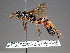  (Eutanyacra picta - ZSM-HYM-33401-F02)  @11 [ ] by-nc-sa (2021) SNSB, Staatliche Naturwissenschaftliche Sammlungen Bayerns ZSM (SNSB, Zoologische Staatssammlung Muenchen)